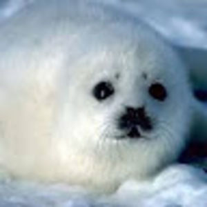 Meet your Posher, Mya